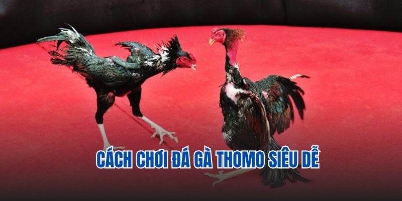 Tiết lộ cách chơi chọi gà Thomo siêu đơn giản tại BK8 