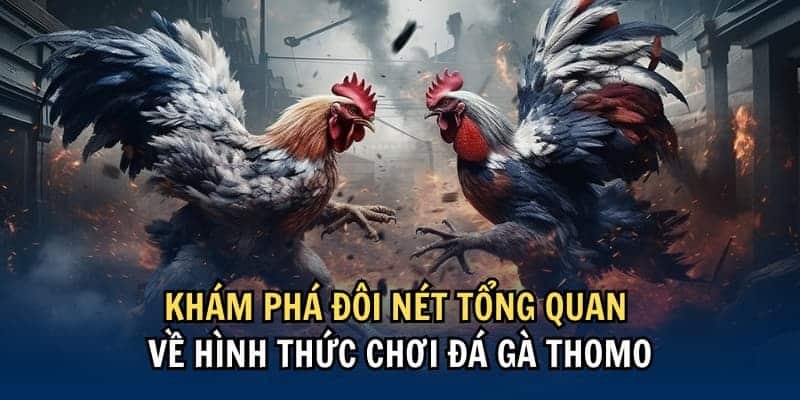 Giới thiệu chung về bộ môn chơi đá gà Thomo