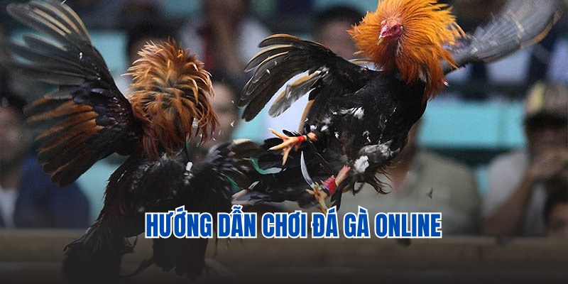 đá gà online tại BK8 