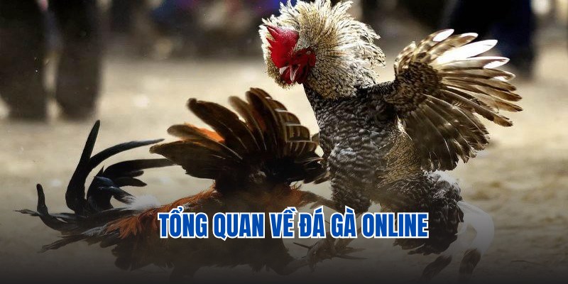 Tổng quan về bộ môn đá gà online tại BK8